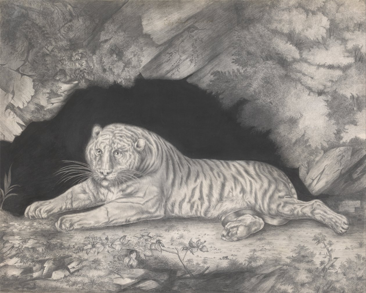 Una tigre sdraiata all