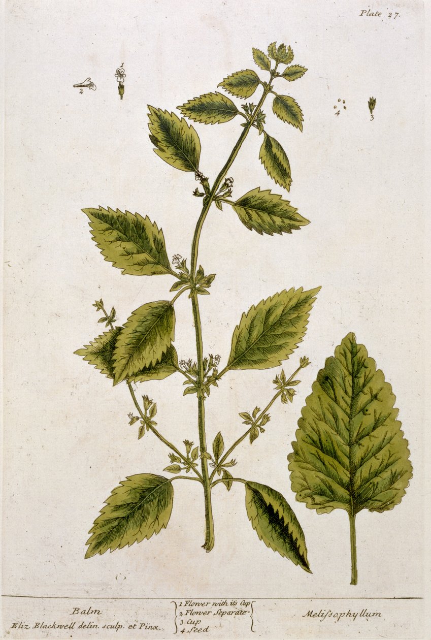 Balsamo, tavola 27 da 