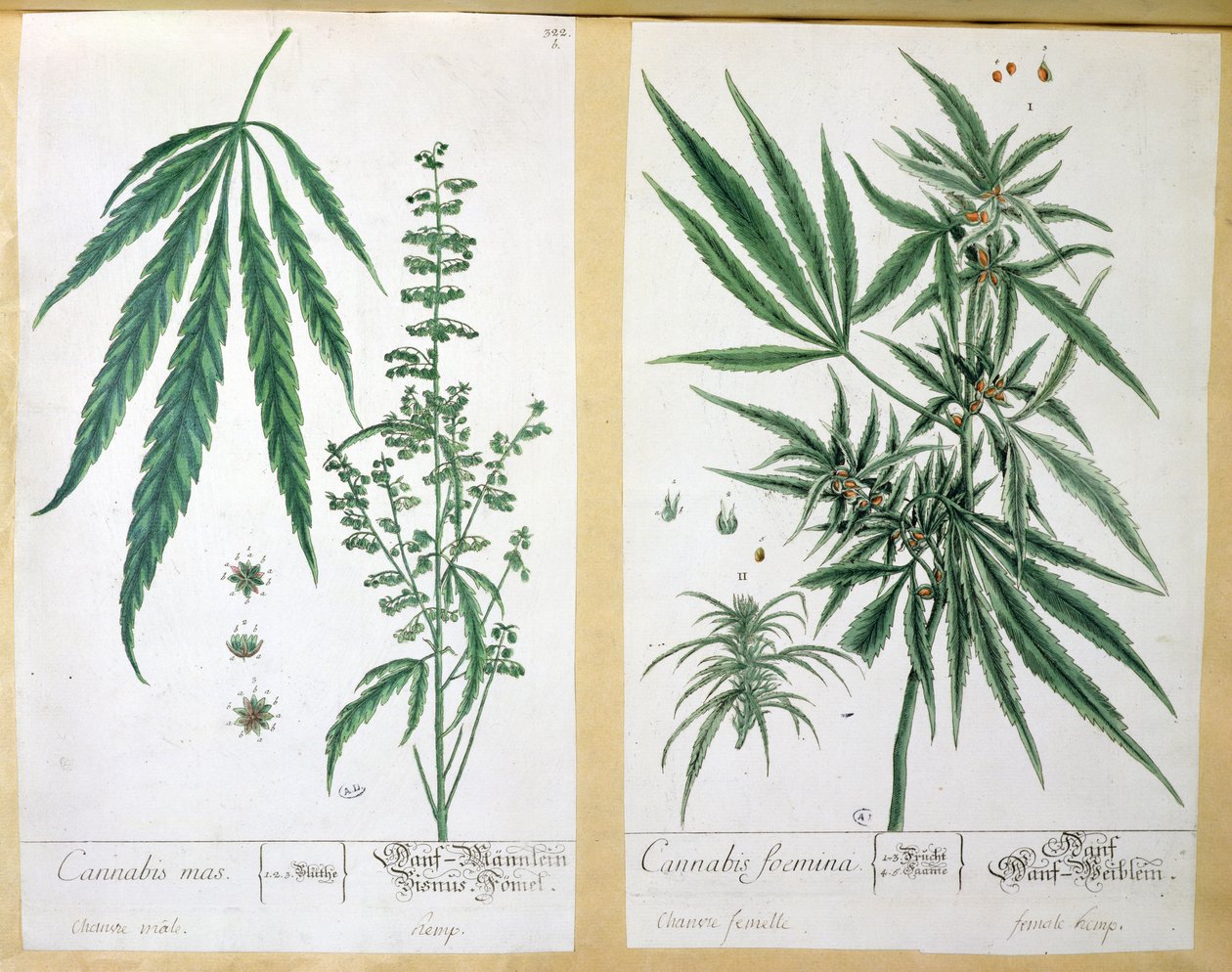 Cannabis mas e Cannabis foemina, da 