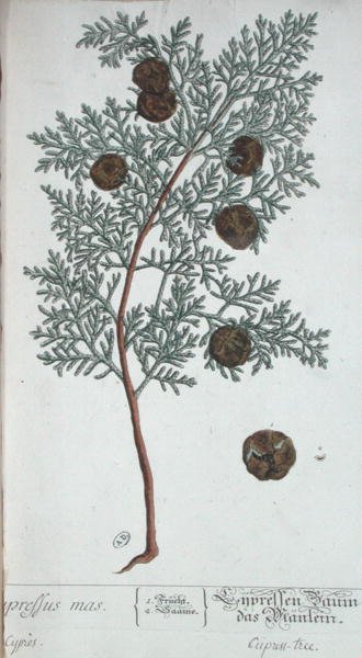 Albero di cipresso, da 