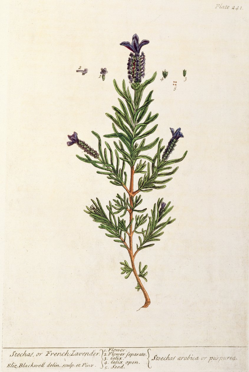 Lavanda francese, tavola 241 da 