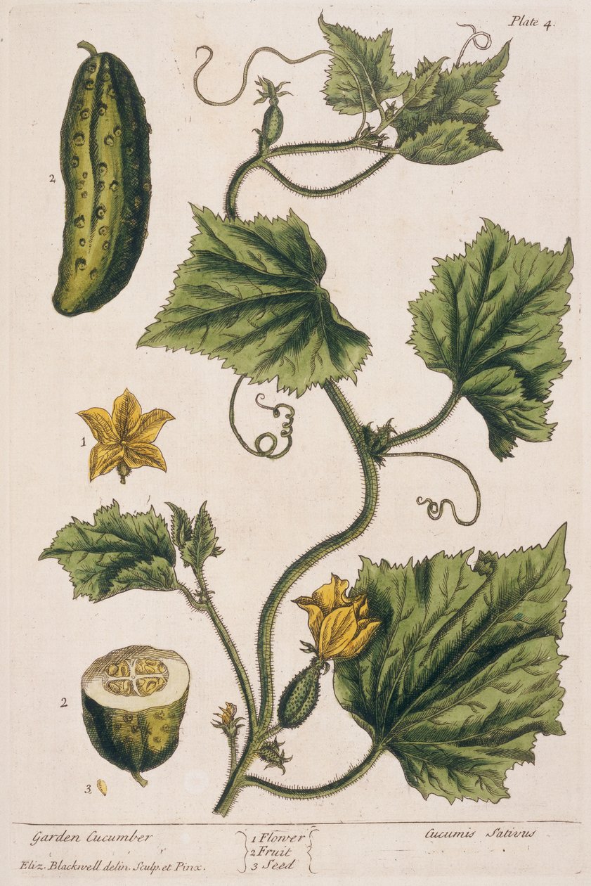 Cetriolo da giardino, tavola 4 da 
