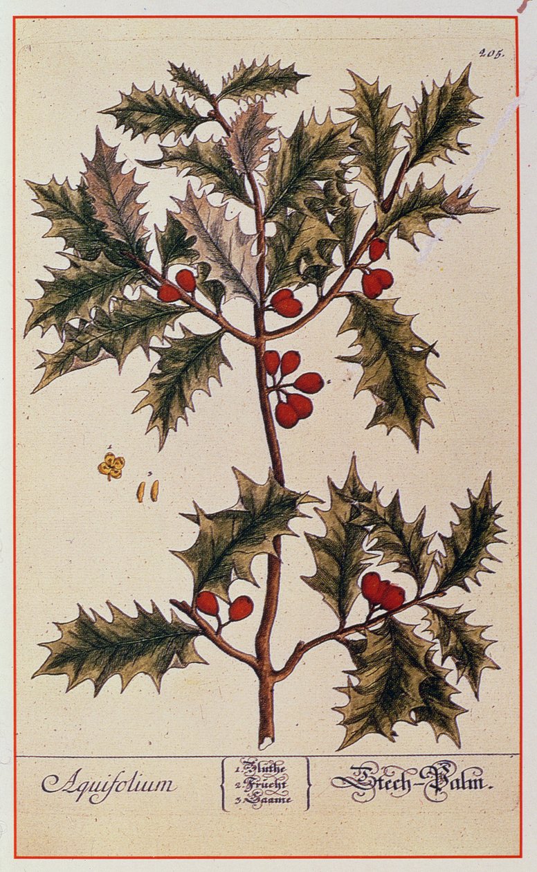 Agrifoglio da 