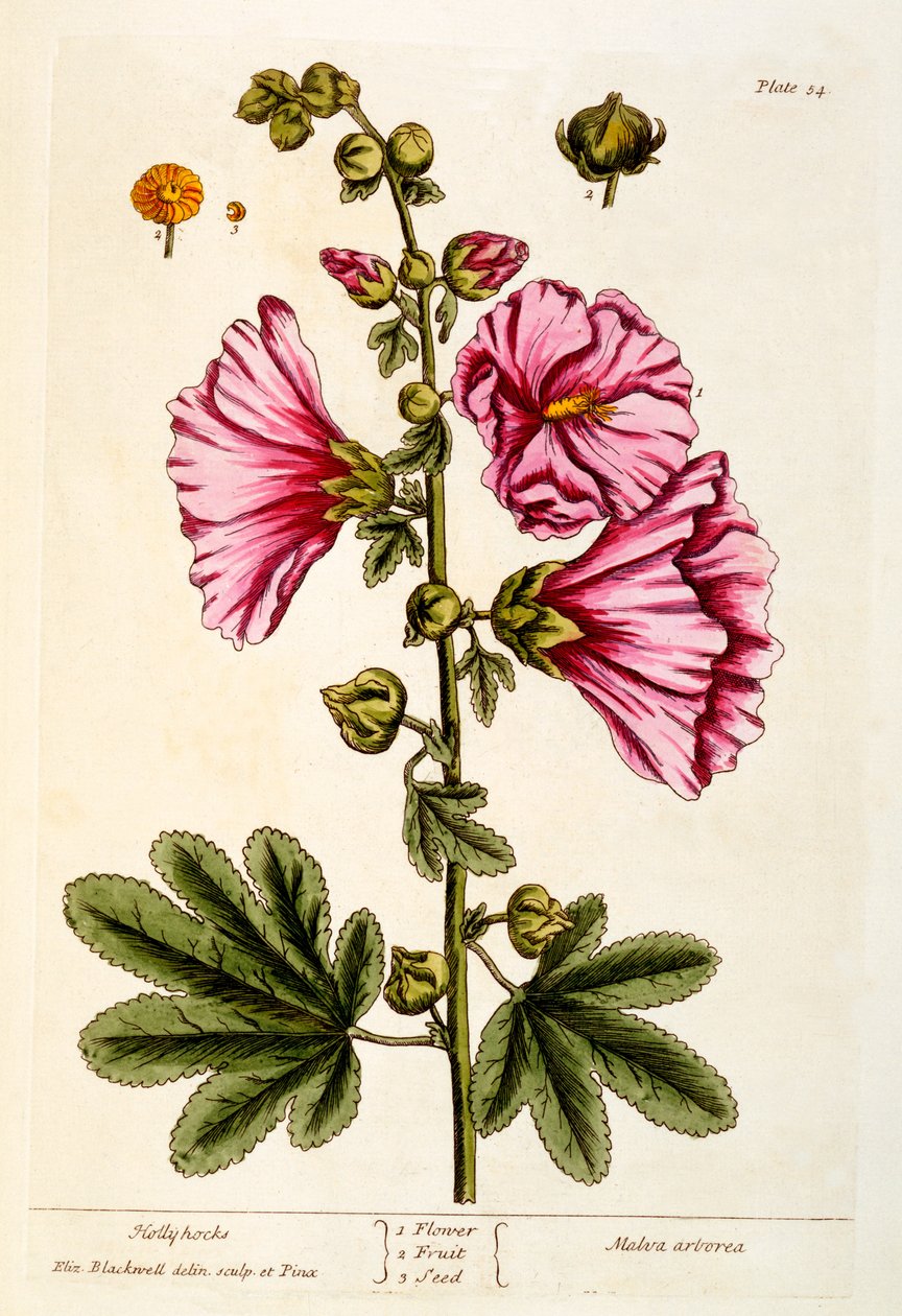 Malvarosa, tavola 54 da 