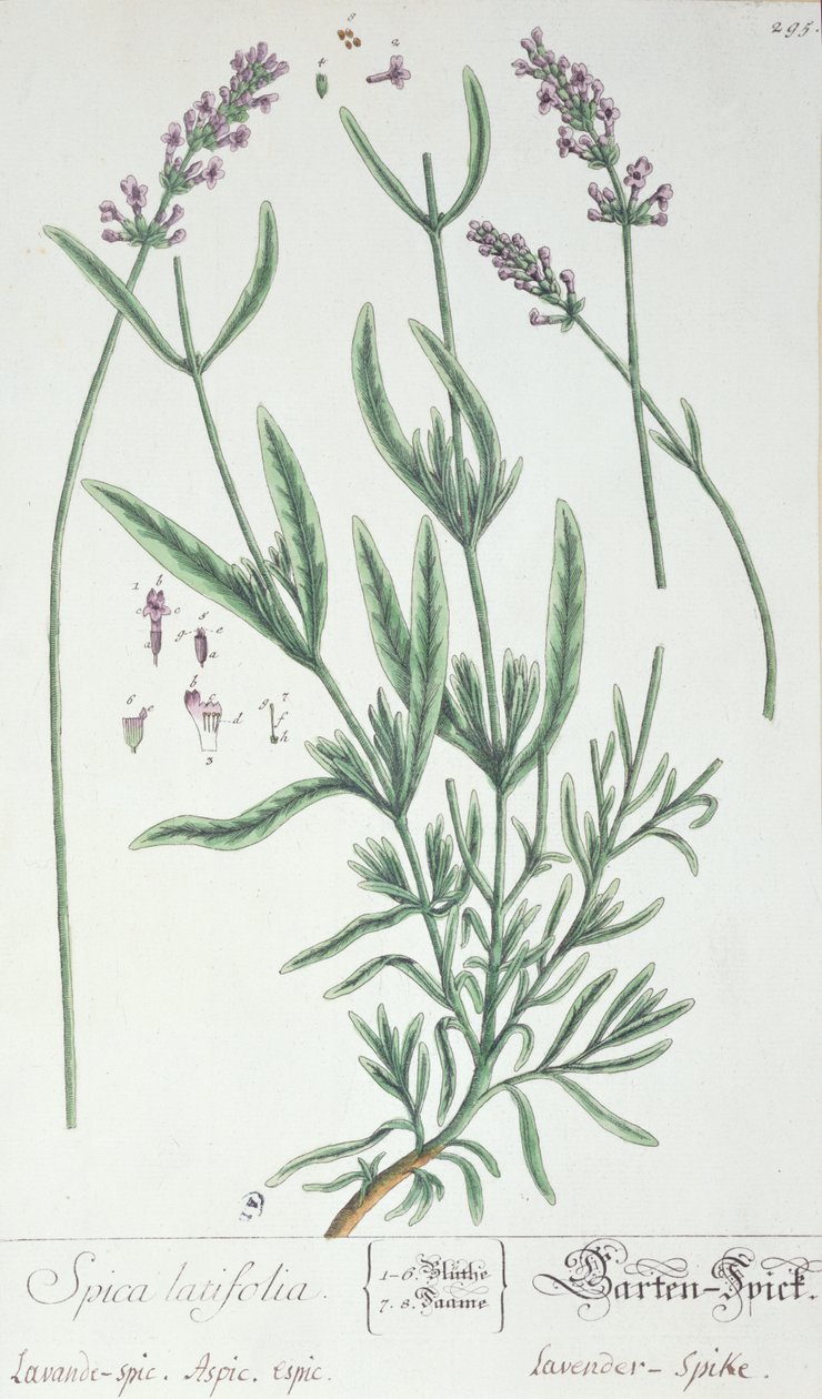 Spiga di lavanda, tavola da 