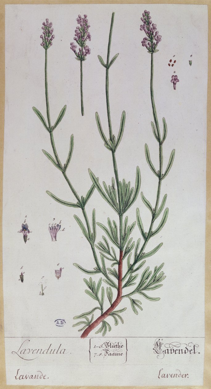 Lavanda, tavola da 