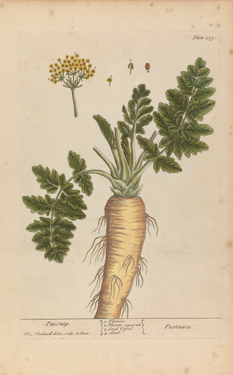 Pastinaca, Tavola 379 da 