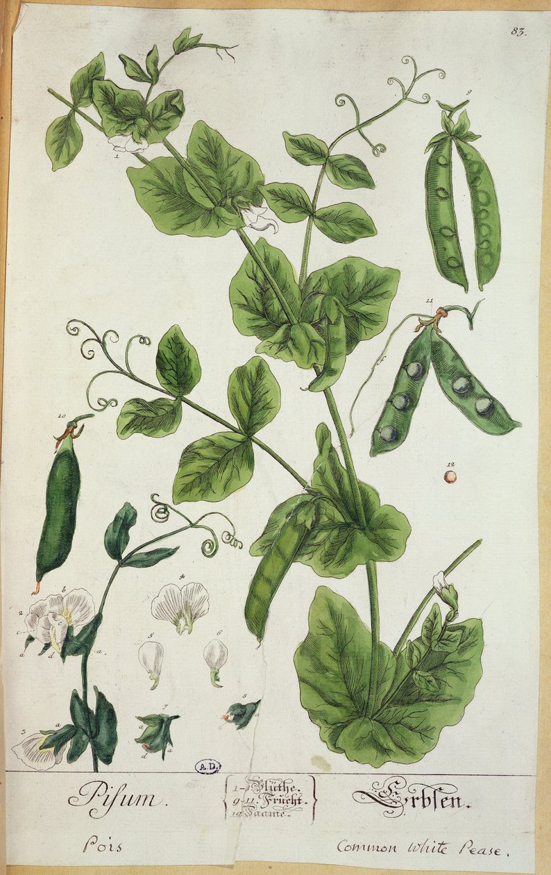 Pisello, tavola da 