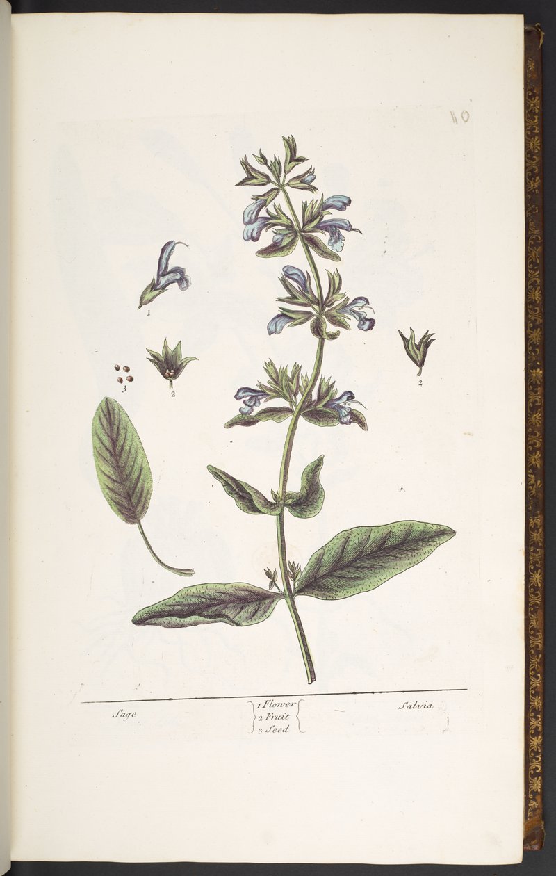 Tavola 10, Salvia, da 