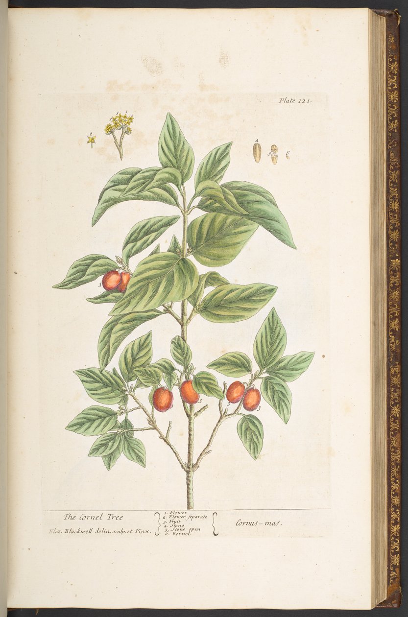 Tavola 121, da 