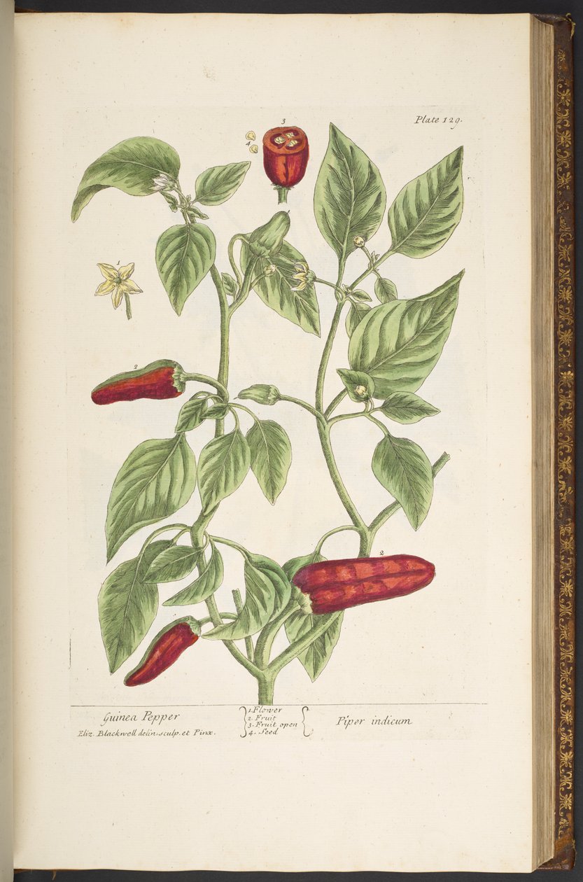 Tavola 129, da 