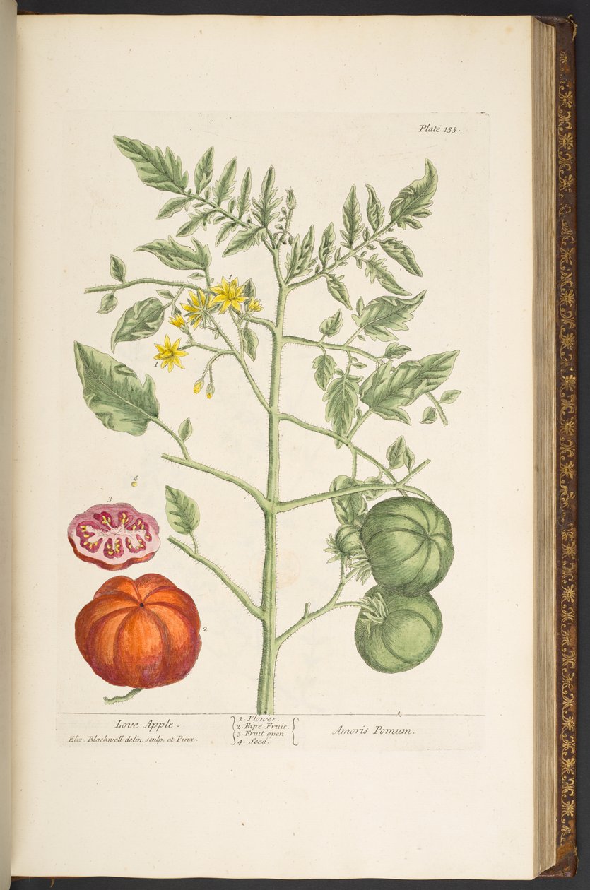 Tavola 133, da 