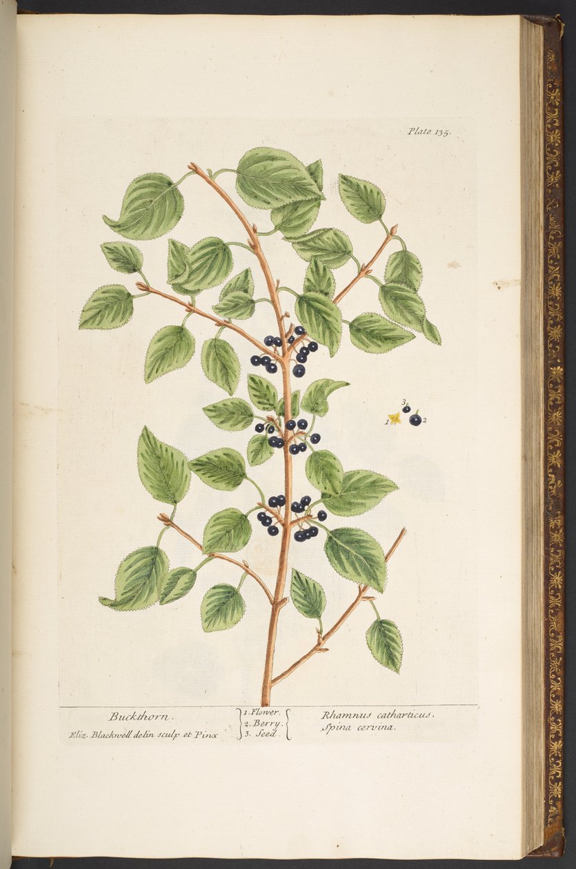 Tavola 135, da 