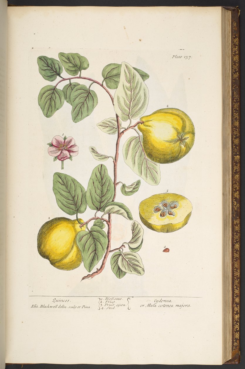 Tavola 137, da 