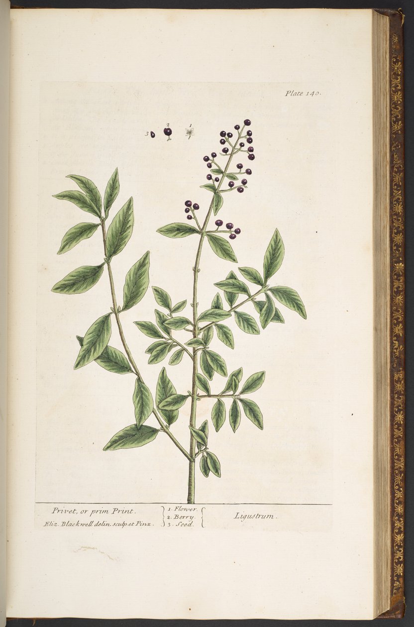Tavola 140, da 