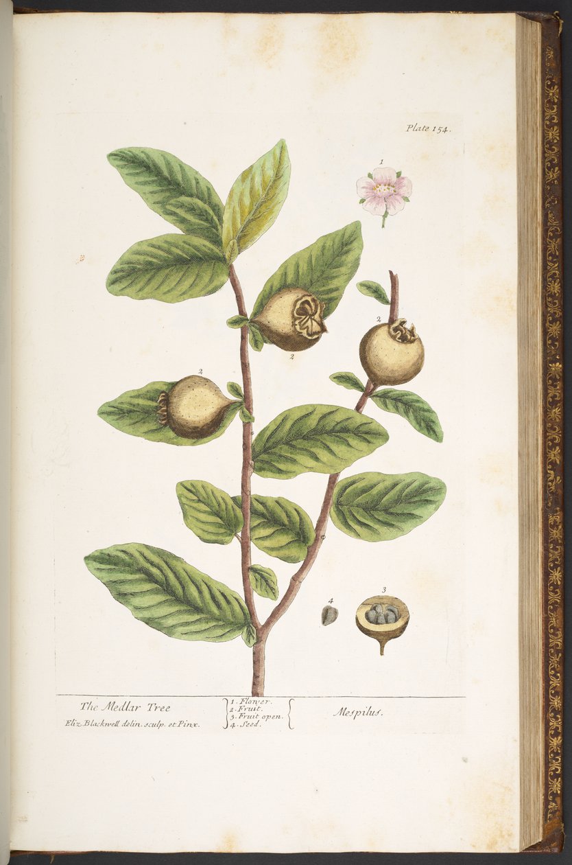 Tavola 154, da 