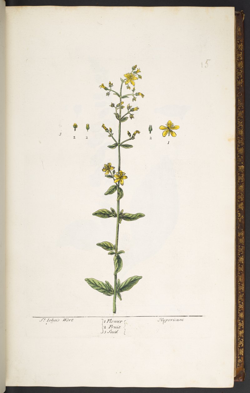 Tavola 15, Erba di San Giovanni, da 
