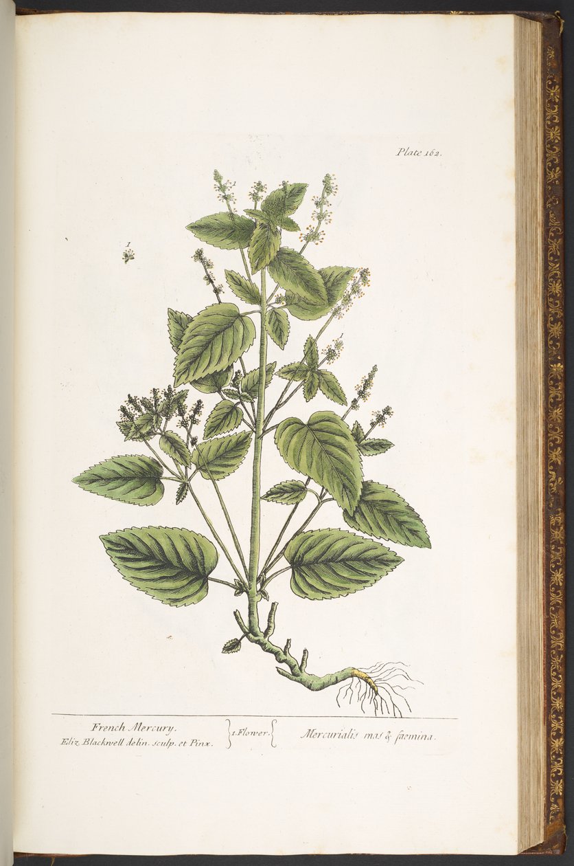 Tavola 162, da 