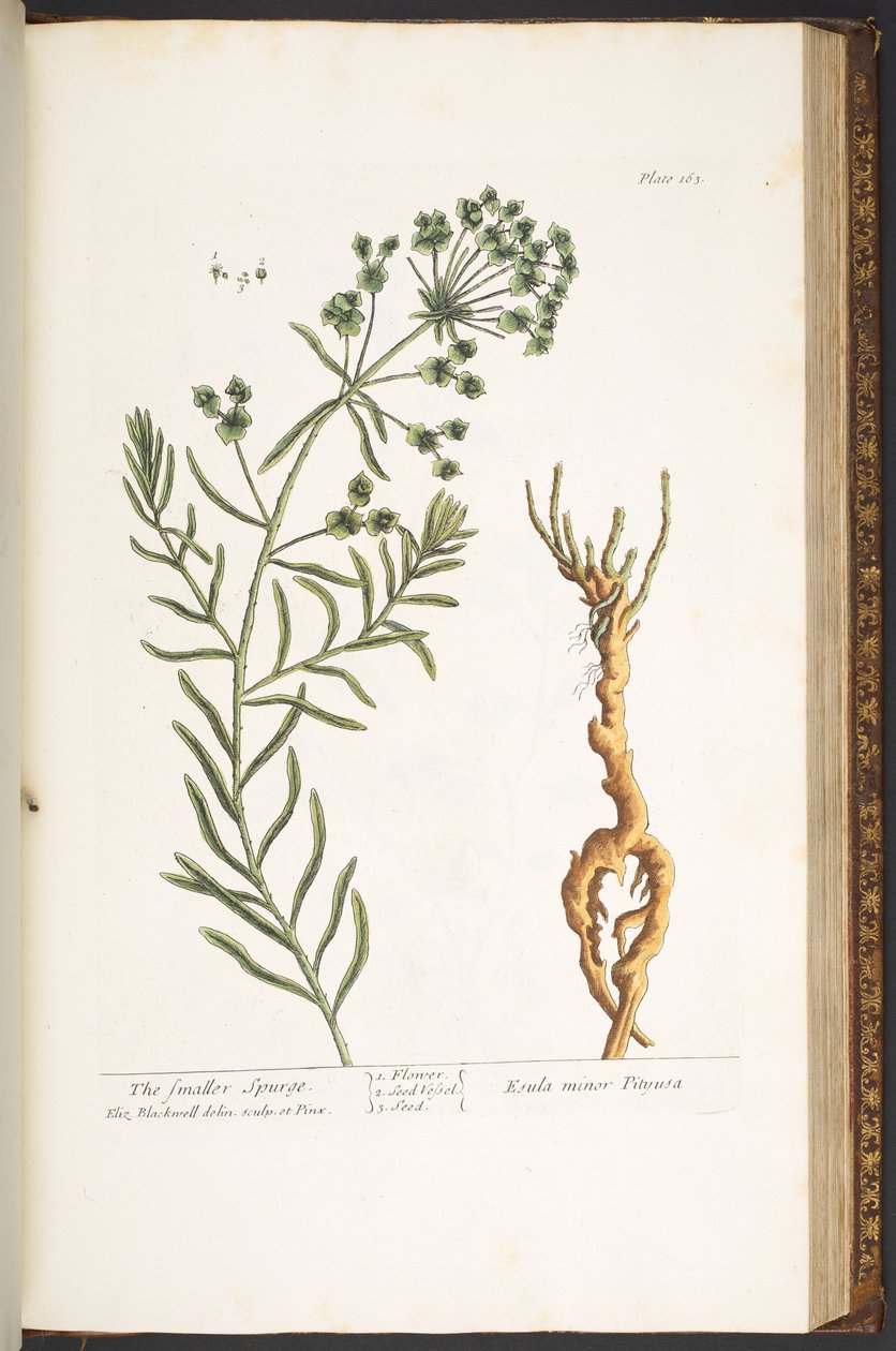 Tavola 163, da 
