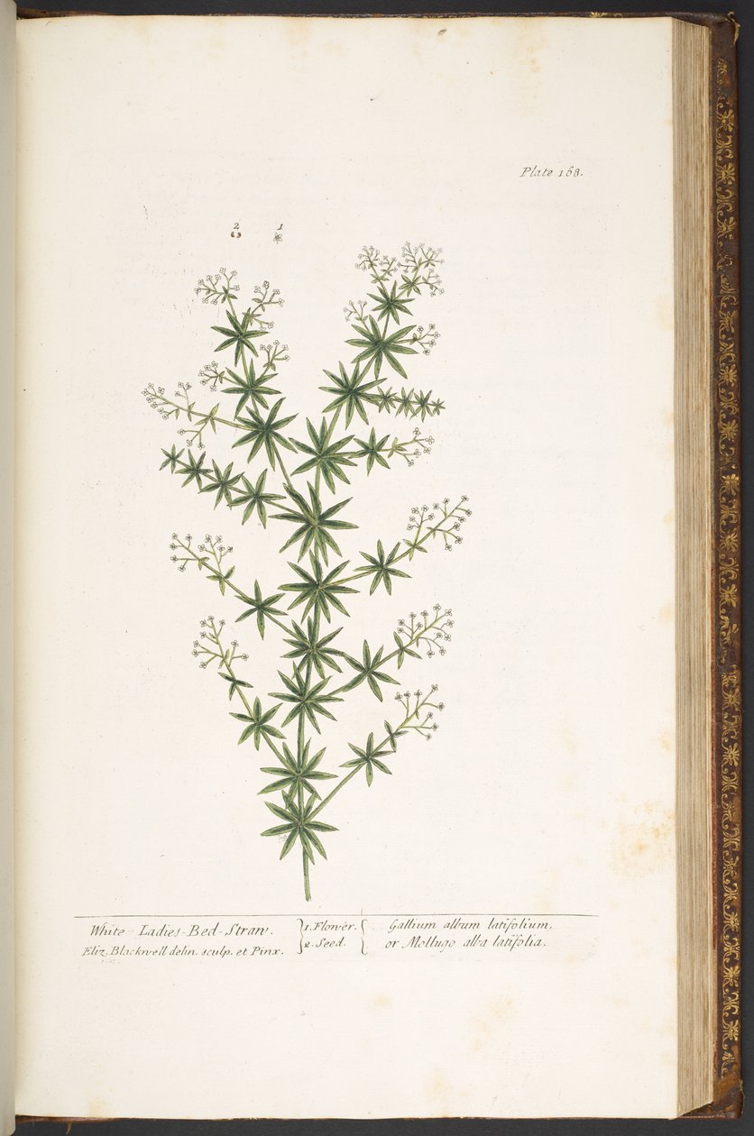 Tavola 168, da 