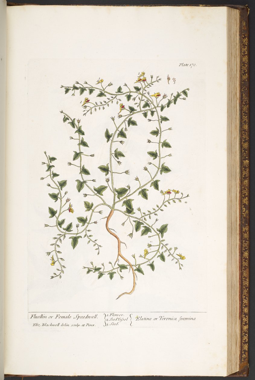 Tavola 170, da 