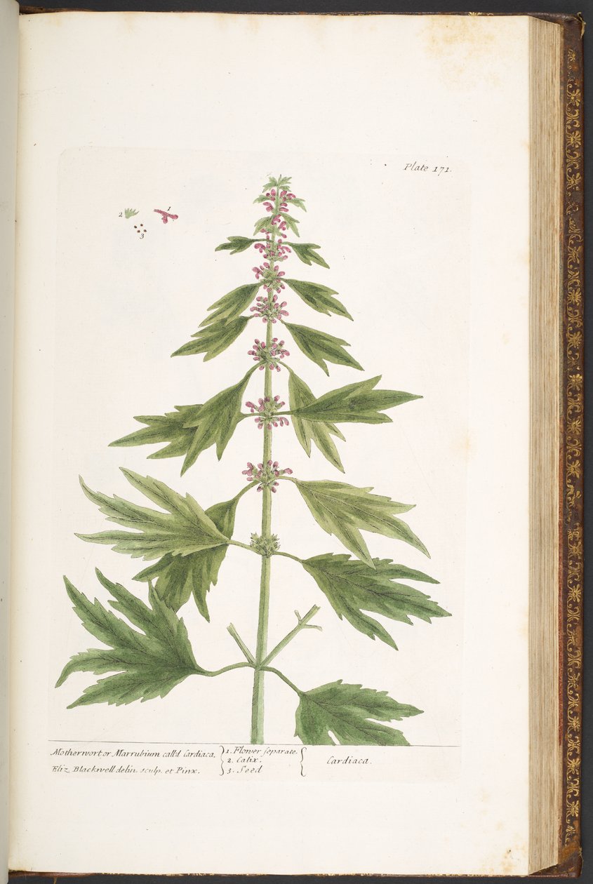 Tavola 171, da 