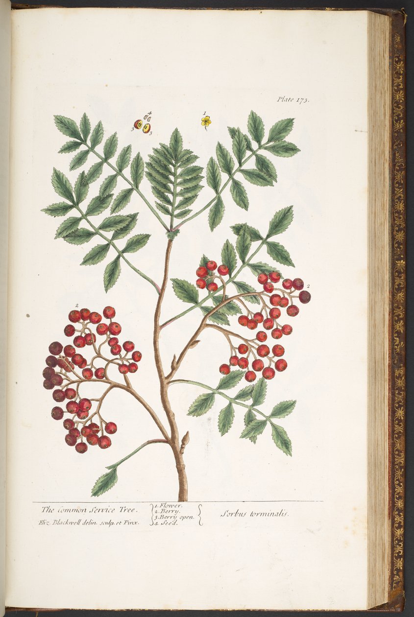 Tavola 173, da 
