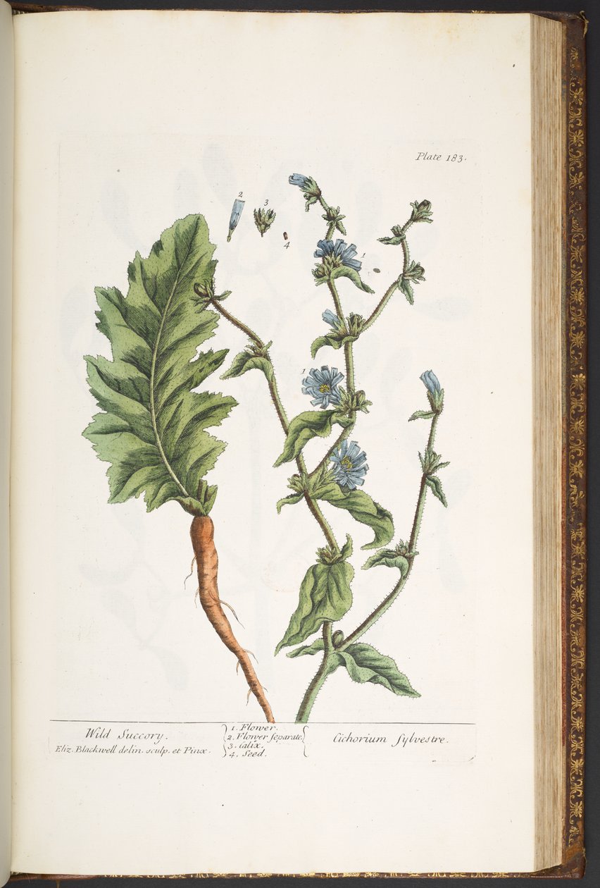 Tavola 183, da 