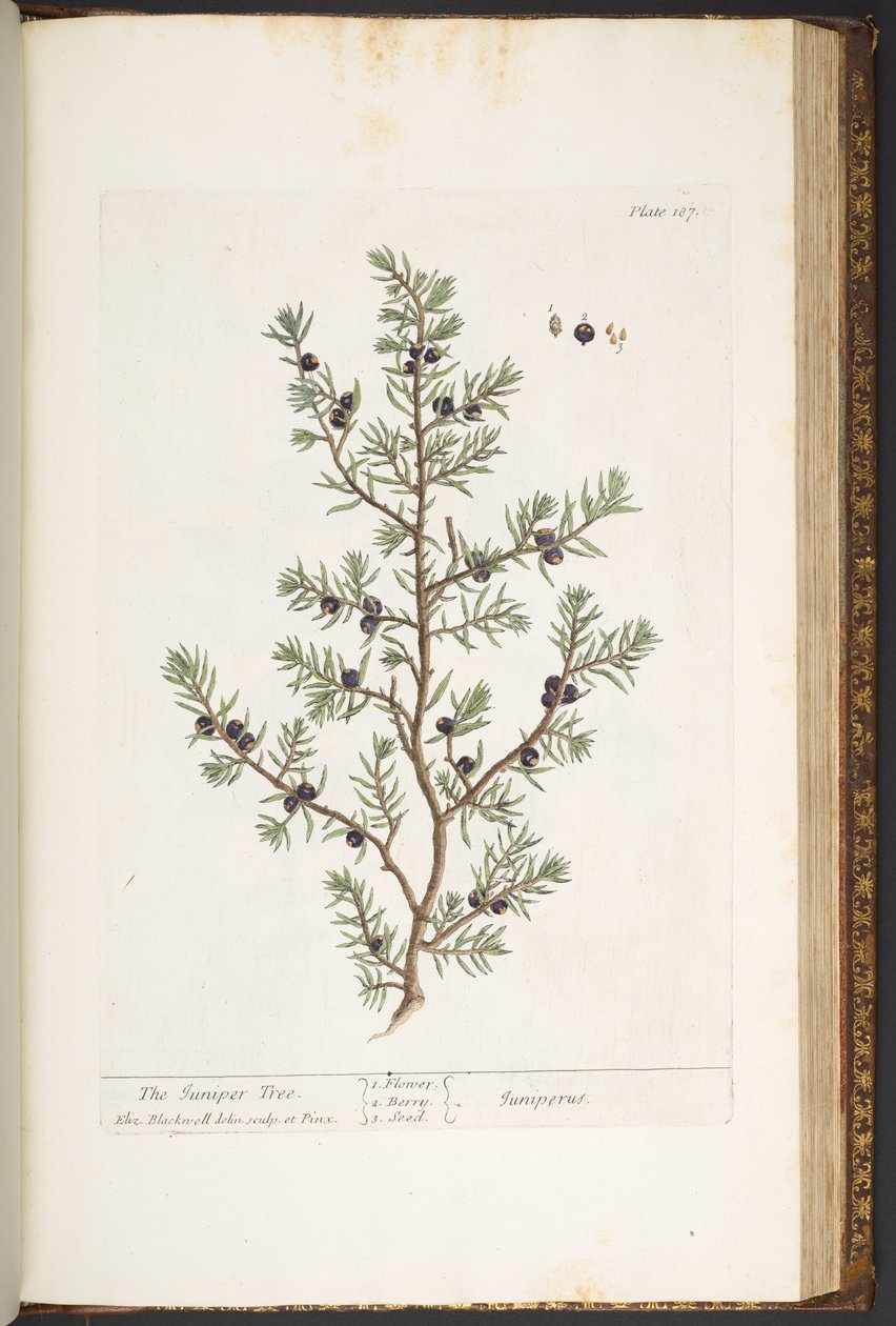 Tavola 187, L