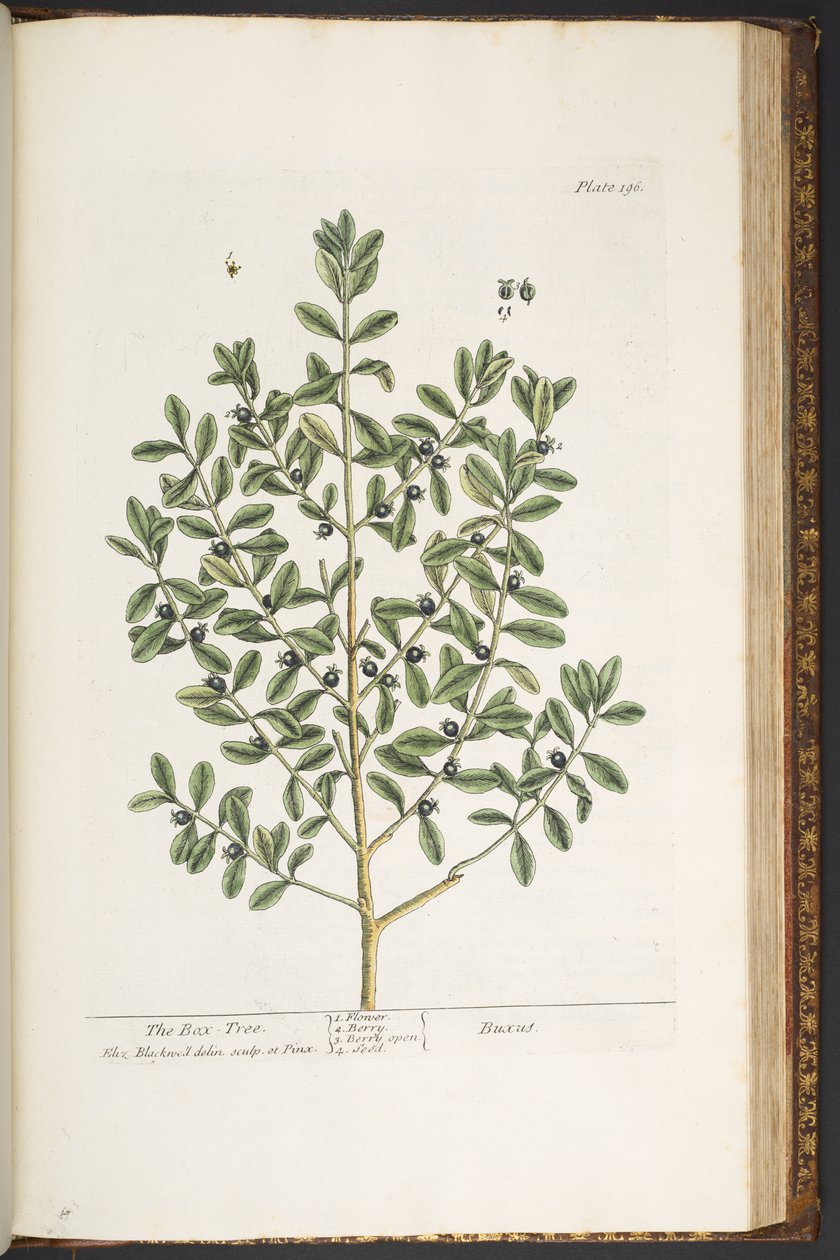 Tavola 196, da 