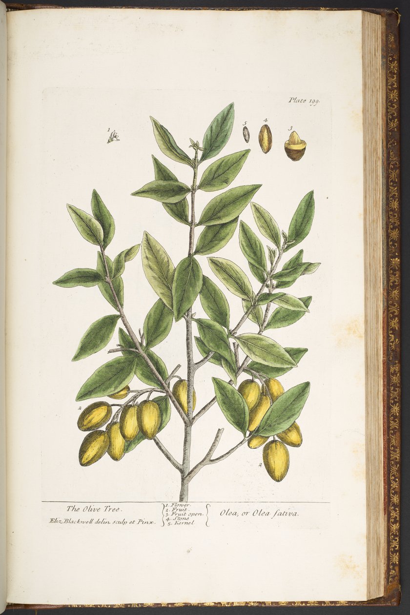 Tavola 199, da 