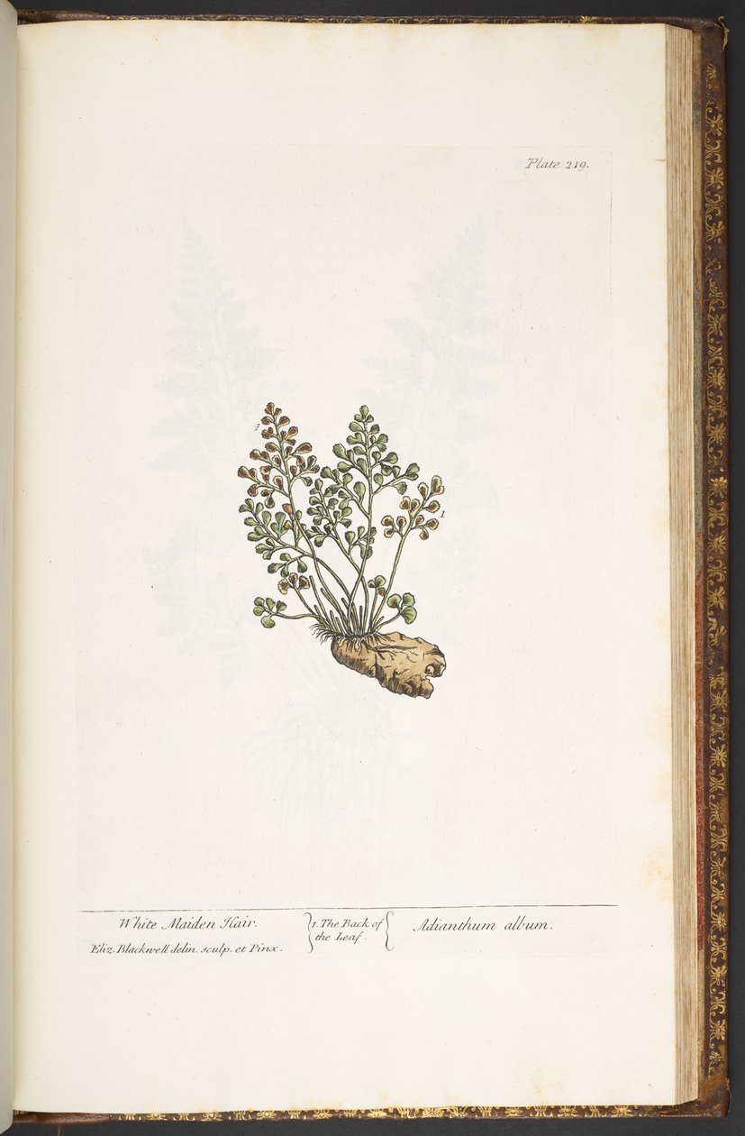 Tavola 219, da 