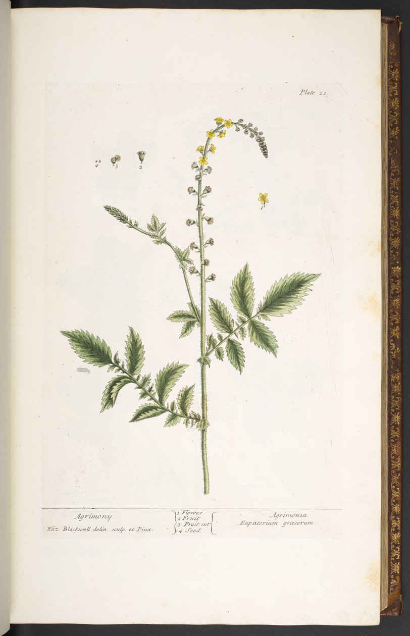 Tavola 21, Agrimonia, da 