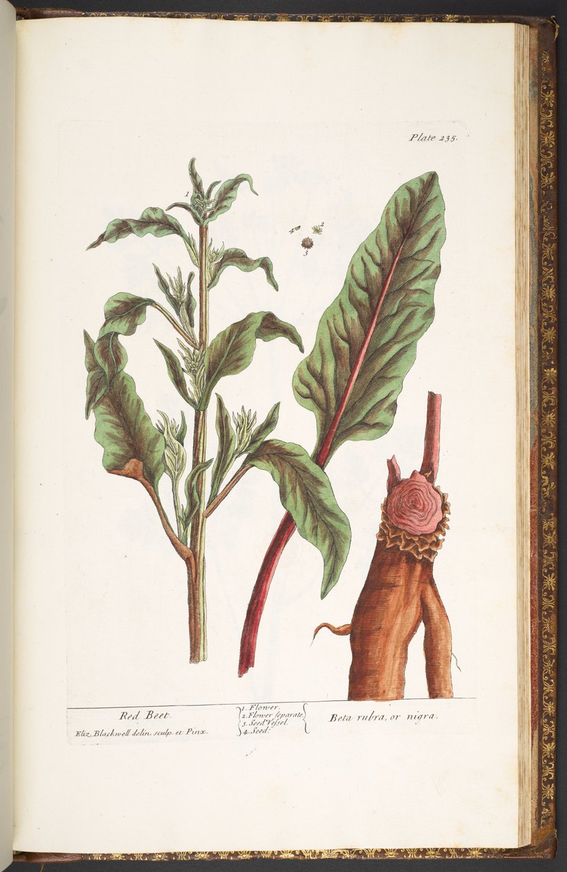 Tavola 235, da 