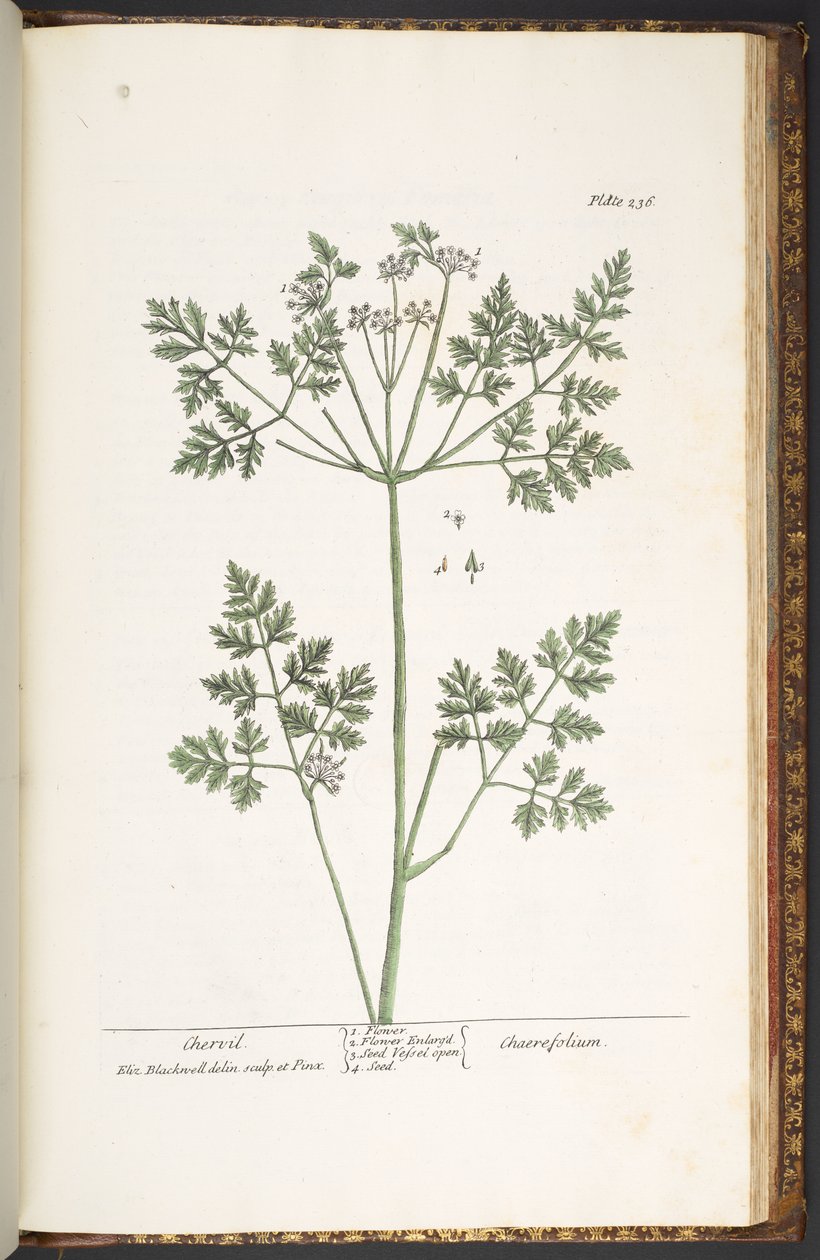 Tavola 236, Cerfoglio, da 