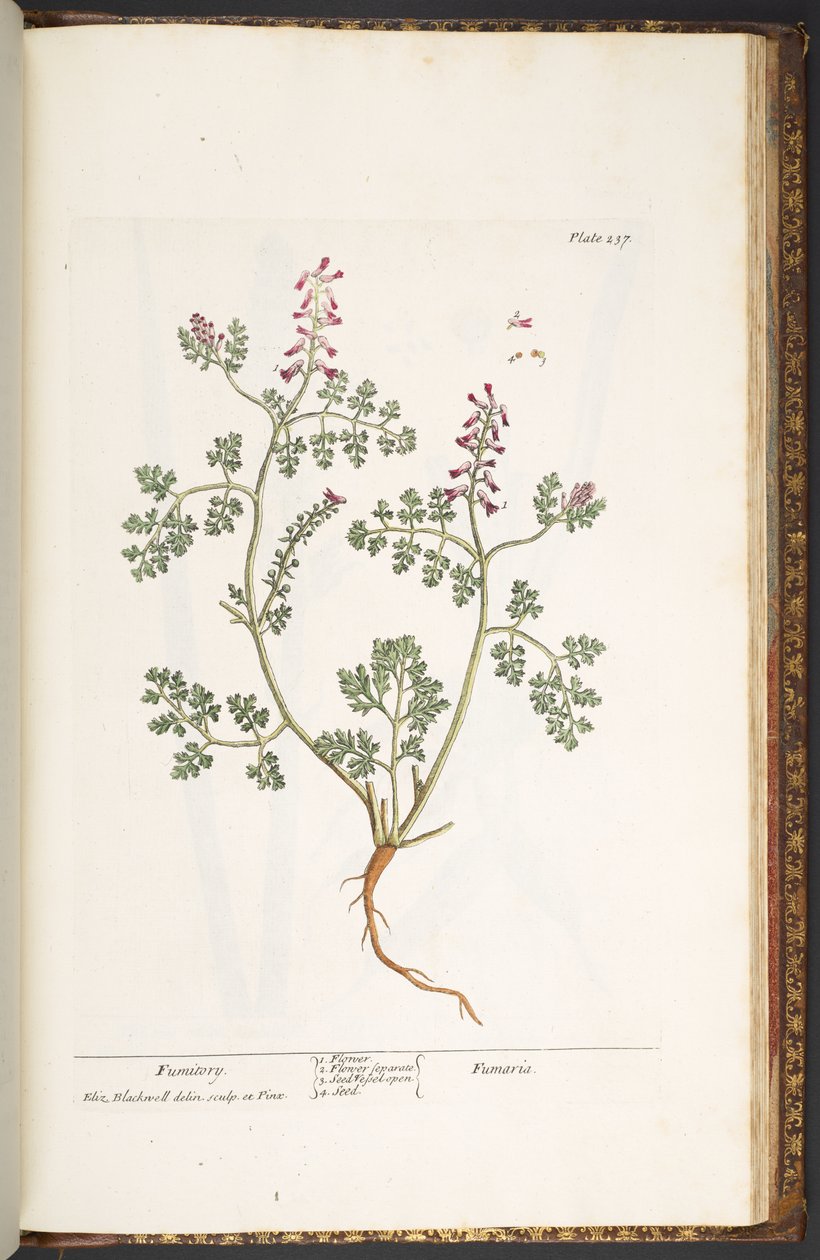 Tavola 237, Fumaria, da 
