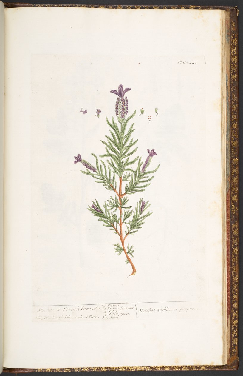 Tavola 241, da 