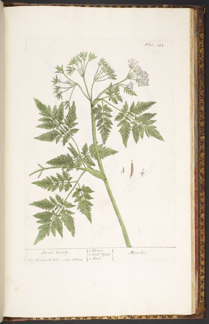 Tavola 243, da 