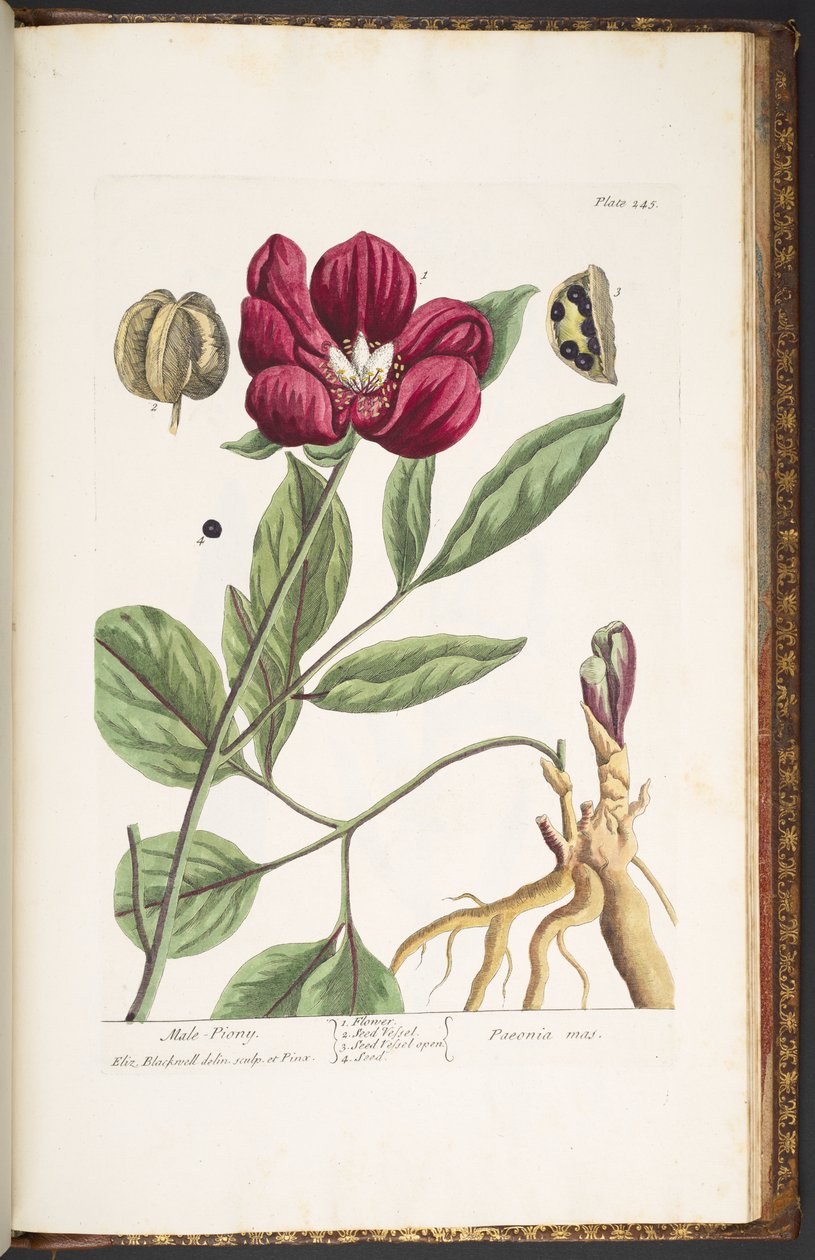 Tavola 245, Peonia maschile, da 