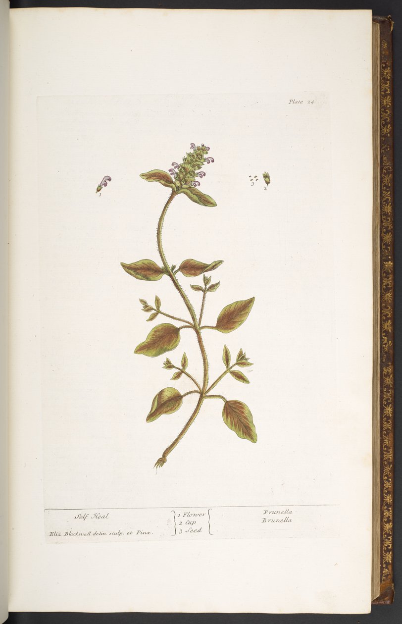 Tavola 24, Prunella, da 