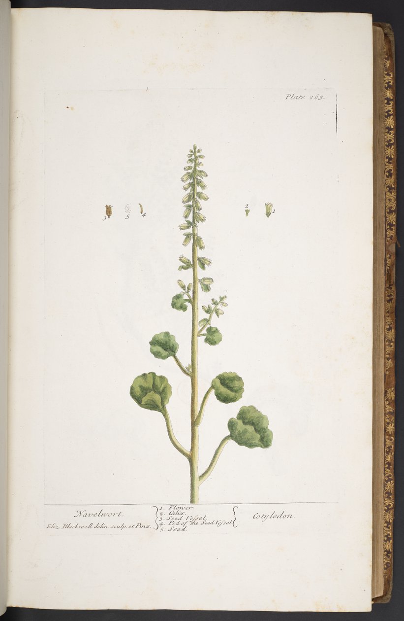 Tavola 263, da 