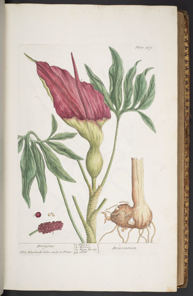 Tavola 269, Draghi, o Dracontium, da 