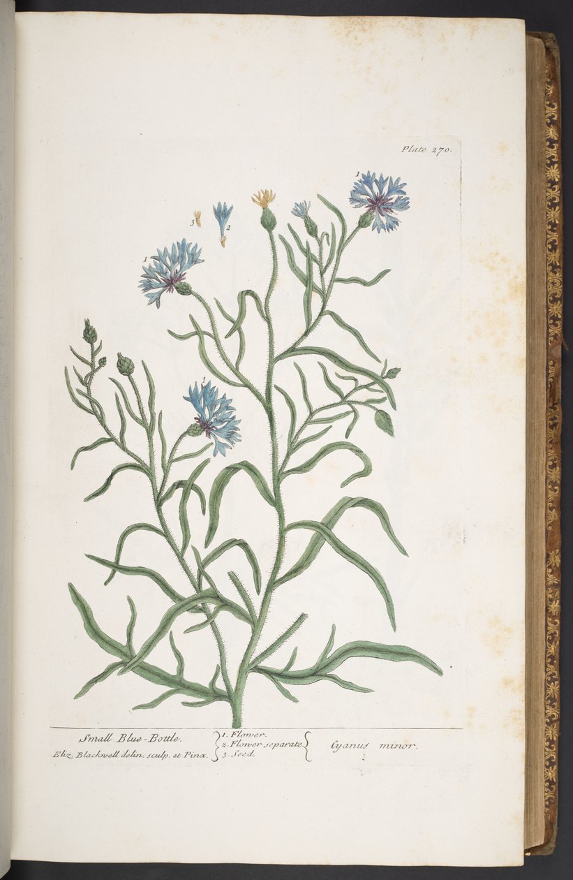 Tavola 270, Fiordaliso, da 