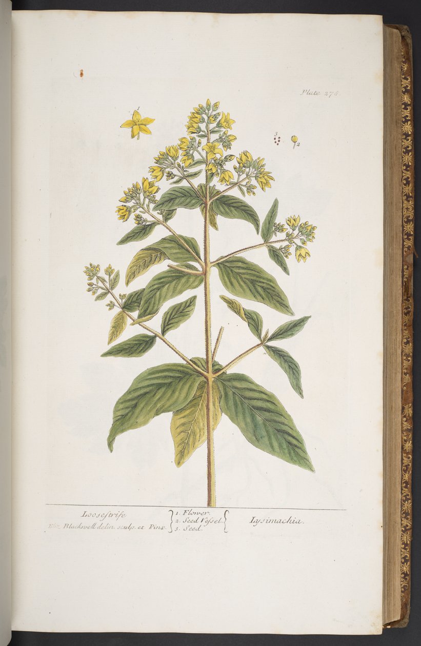 Tavola 278, da 