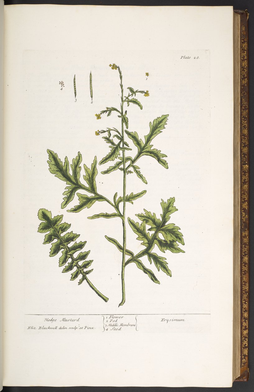 Tavola 28, Senape Selvatica, da 