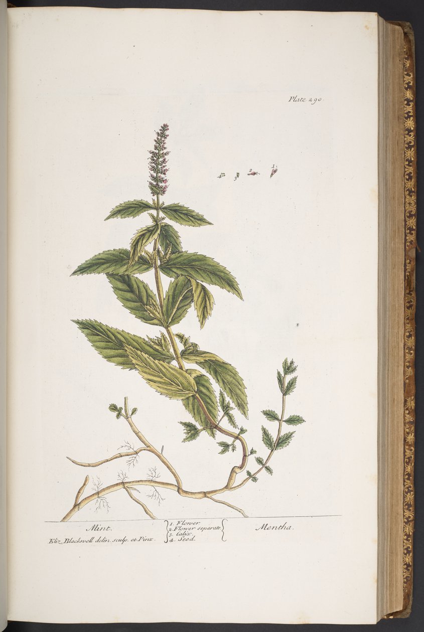 Tavola 290, da 