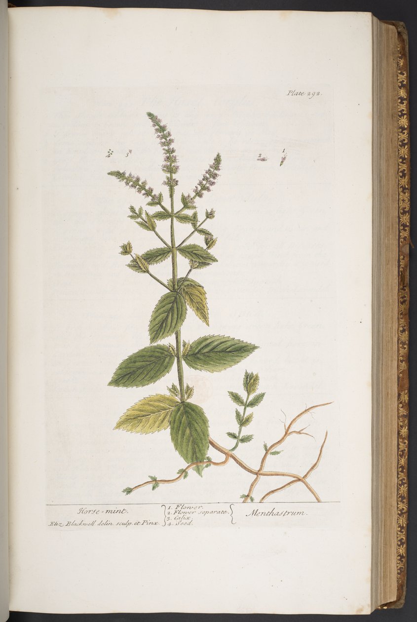 Tavola 292, da 