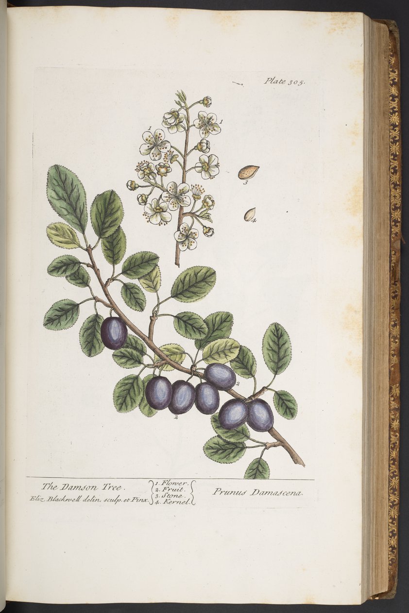 Tavola 305, da 