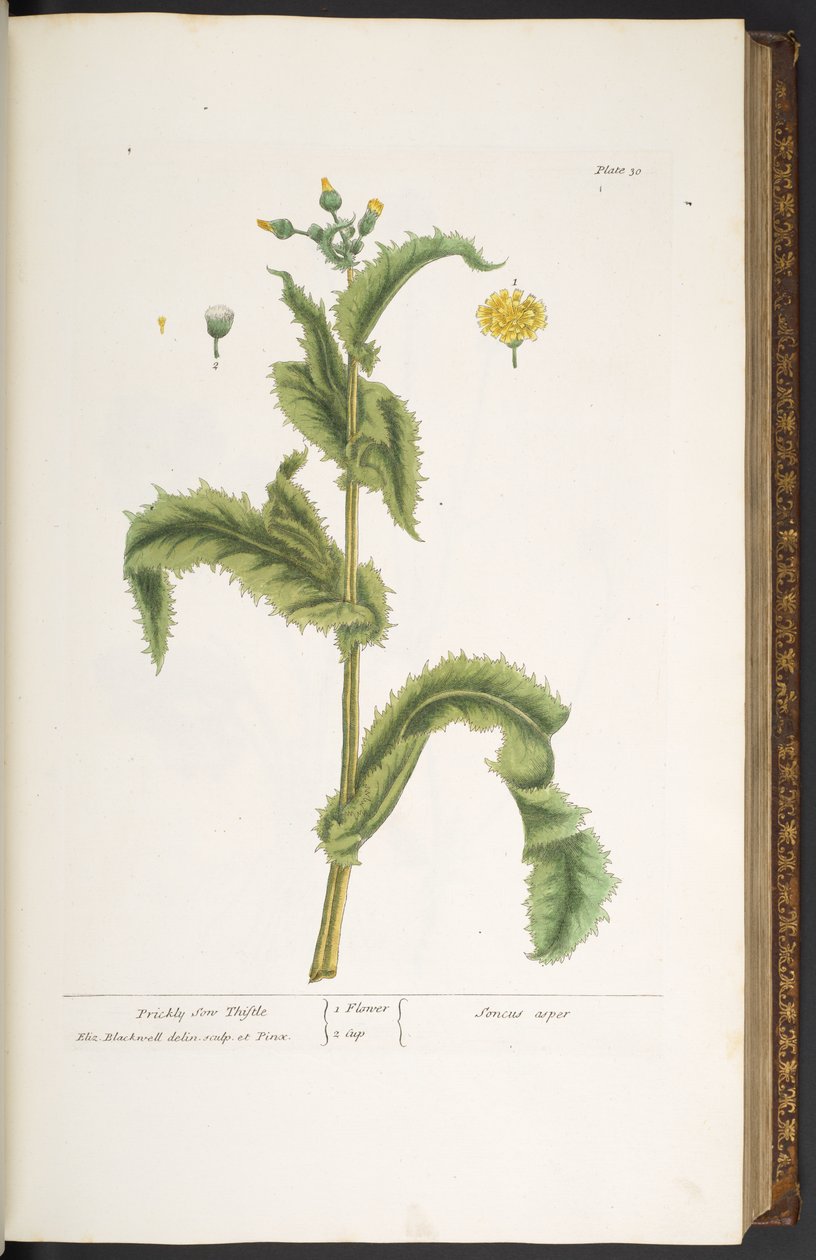 Tavola 30, Cardo Spinoso, da 