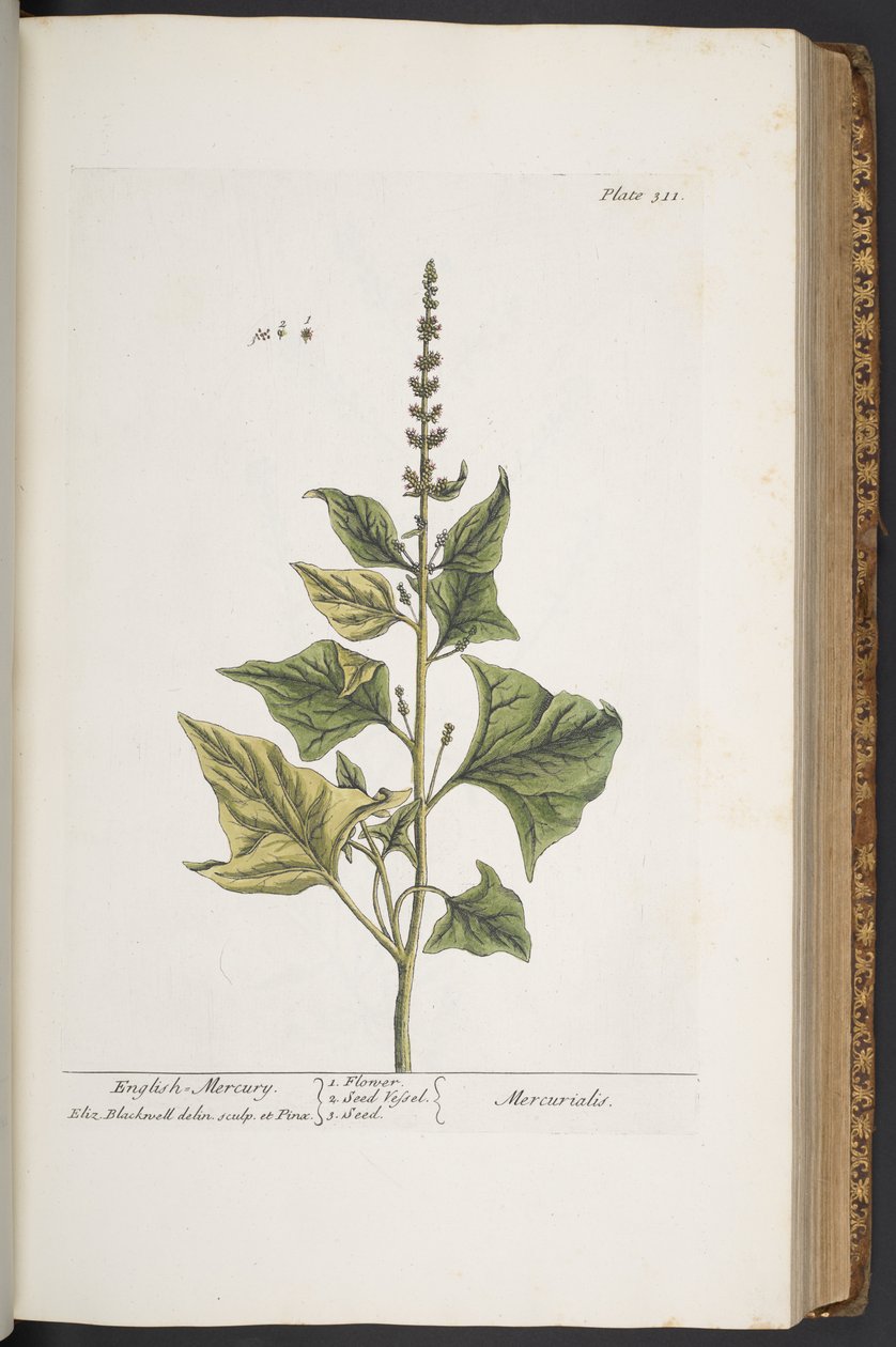 Tavola 311, da 